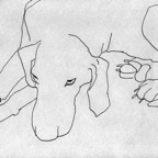 weimaraner_1995s